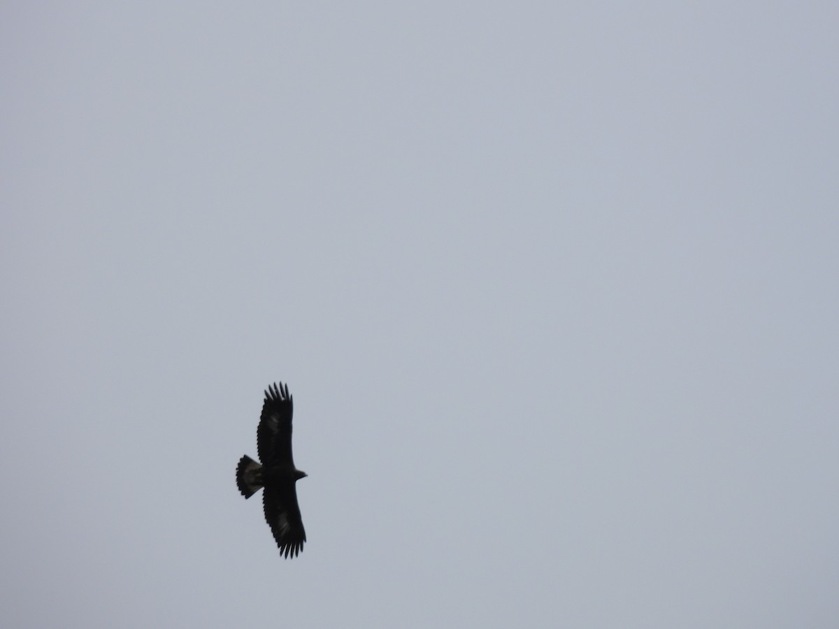 orel skalní - ML644893493