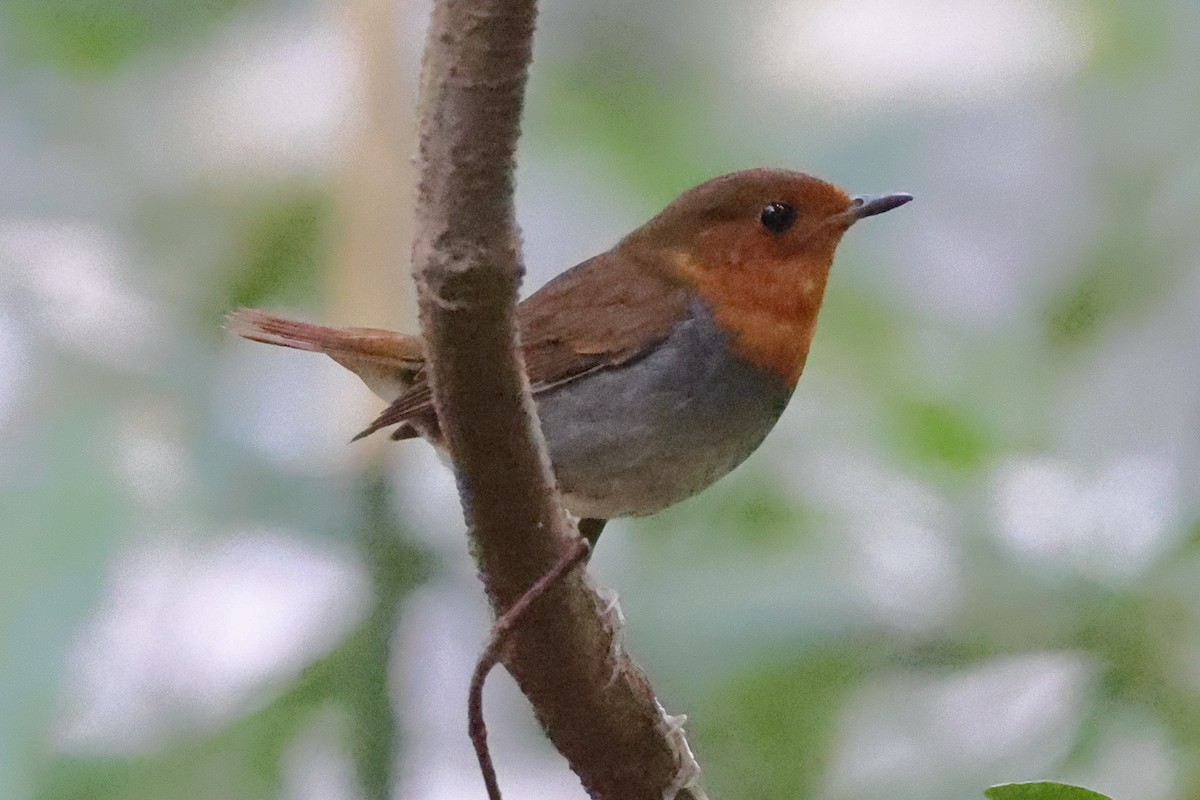 izurødskjegg - ML644893502