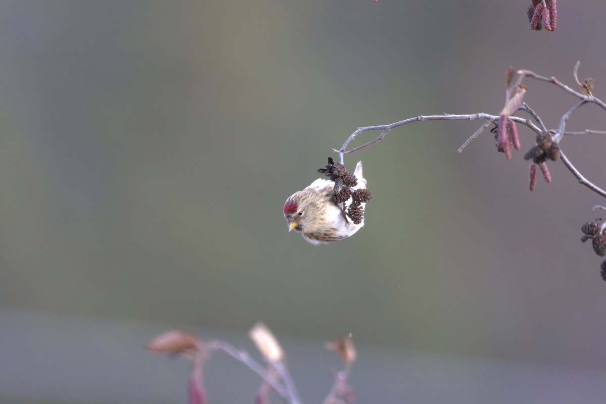 Redpoll - ML644893514