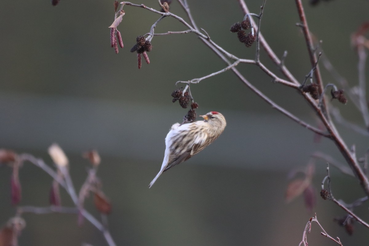 Redpoll - ML644893515