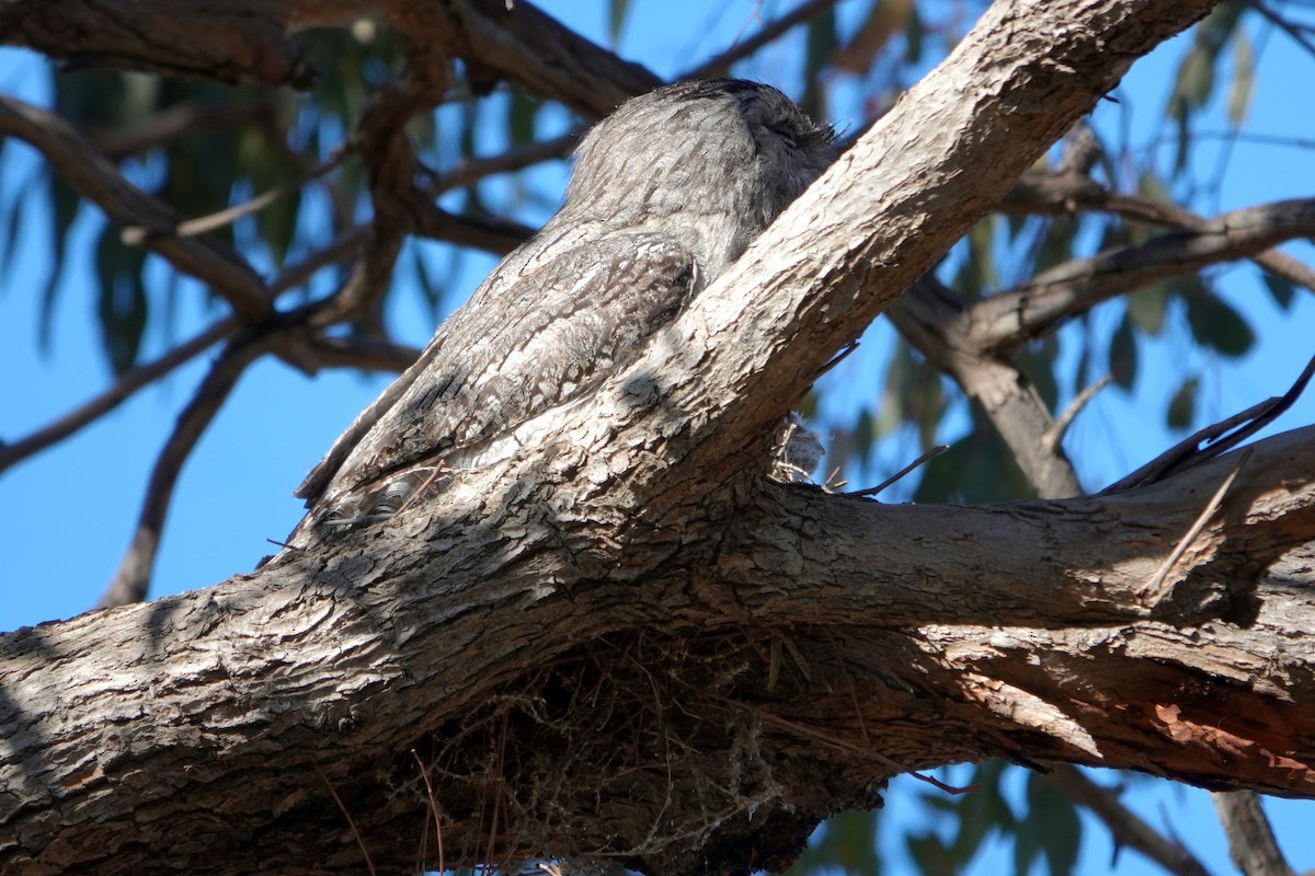 Tawny Frogmouth - ML644893520