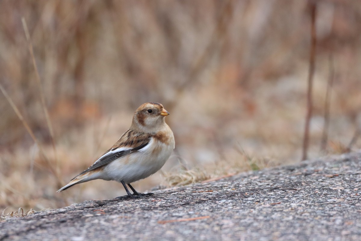 Snow Bunting - ML644893523