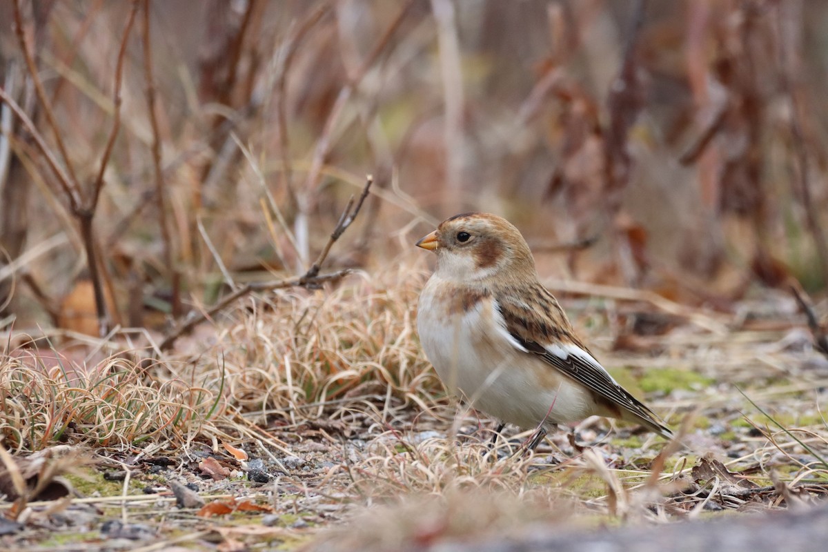 Snow Bunting - ML644893524