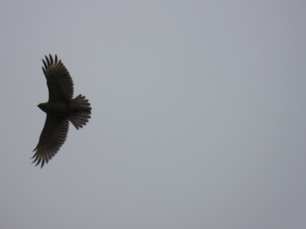 káně páskovaná - ML644893537