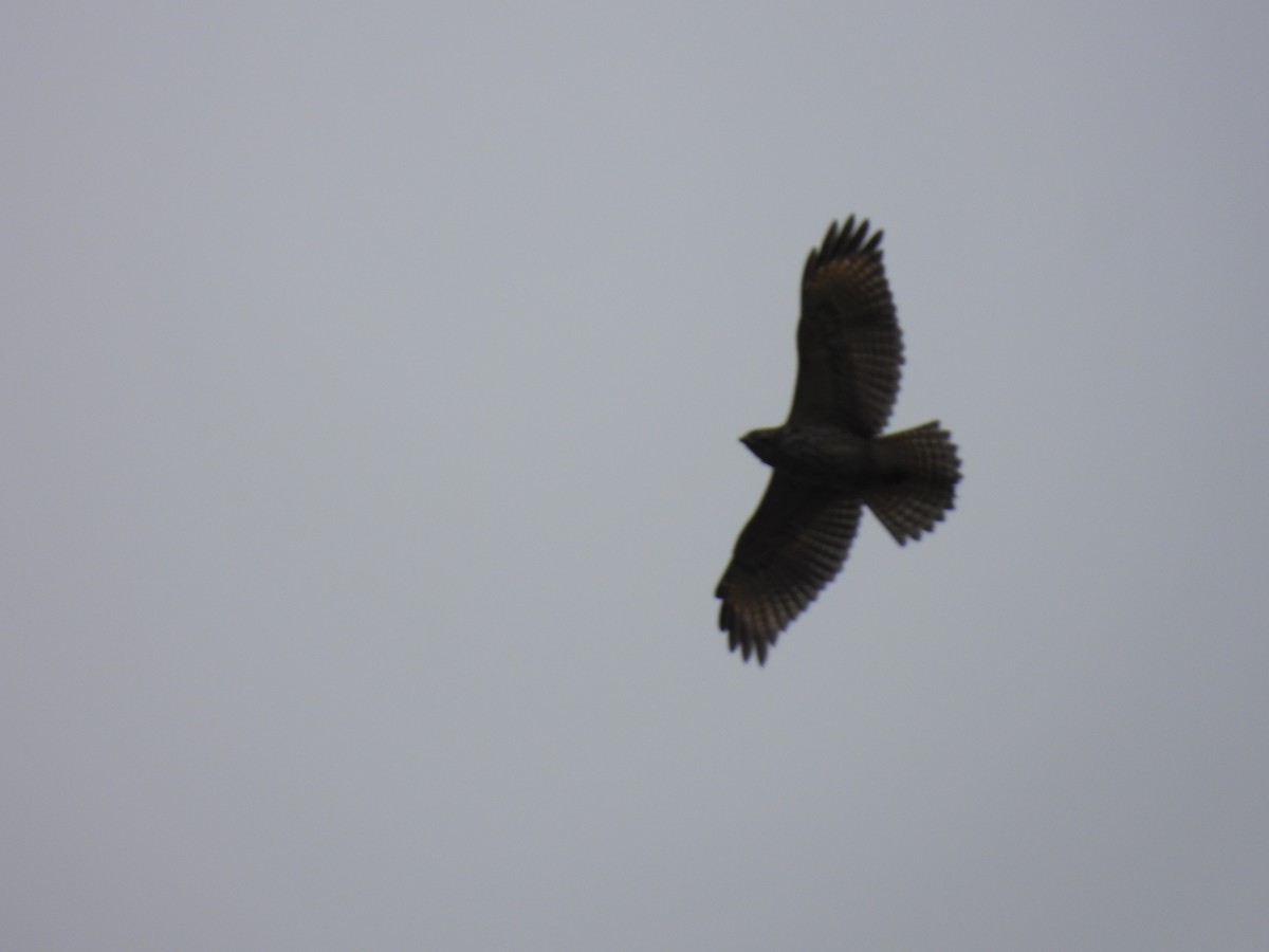 káně páskovaná - ML644893538