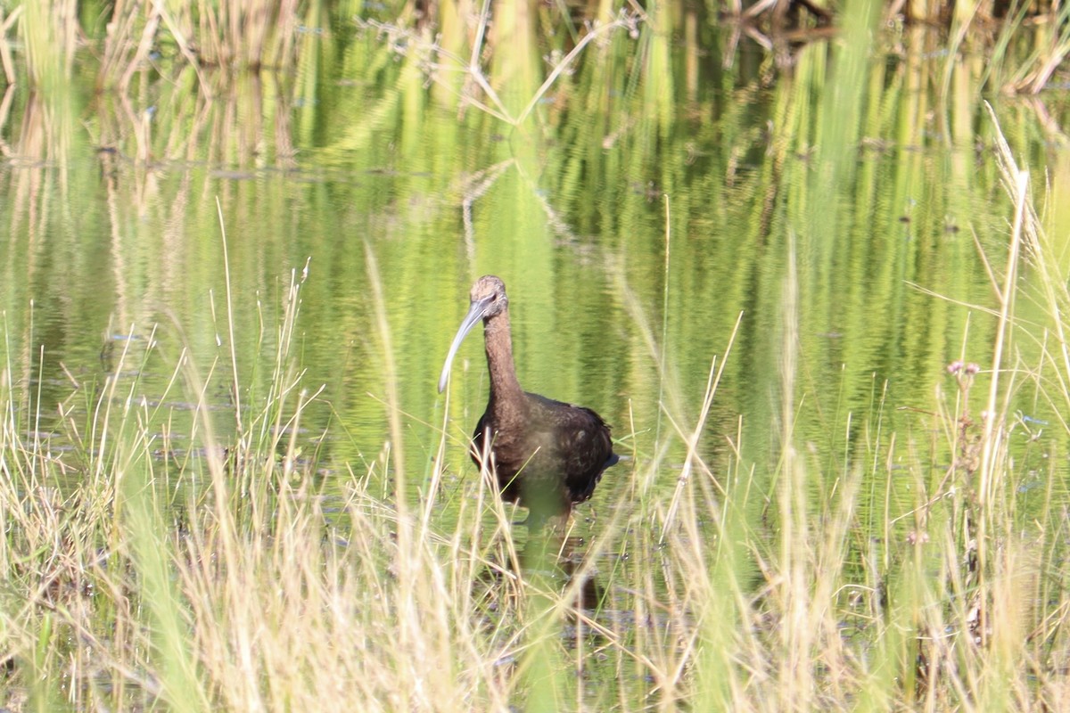 Beltzaran musuzuria - ML644893543