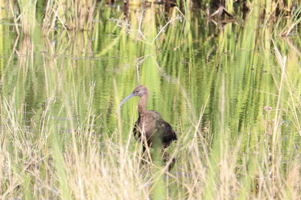 Beltzaran musuzuria - ML644893544