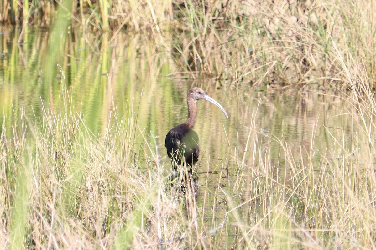 Beltzaran musuzuria - ML644893545