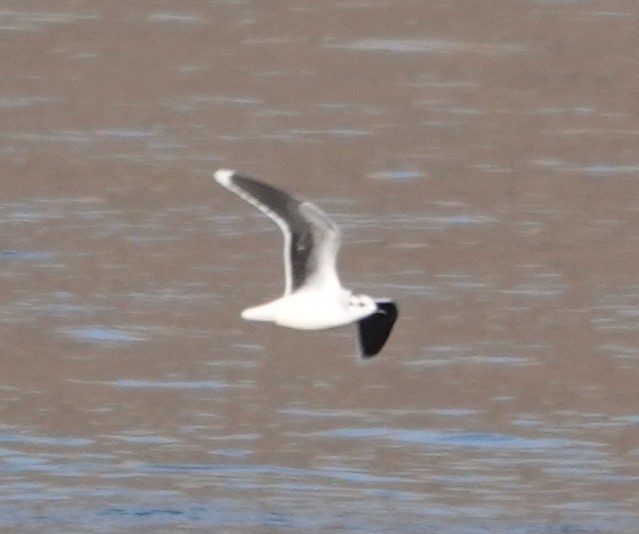 Little Gull - ML644893566