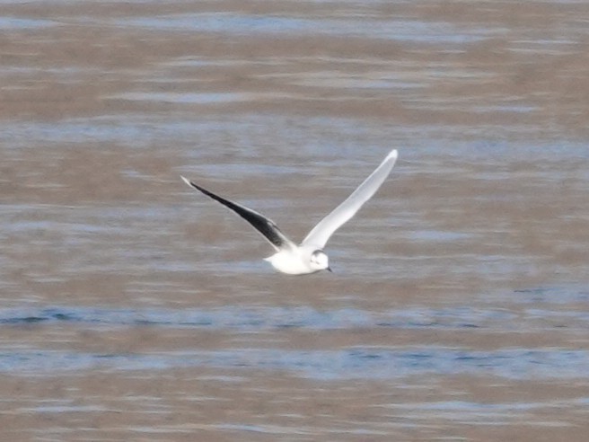 Little Gull - ML644893567