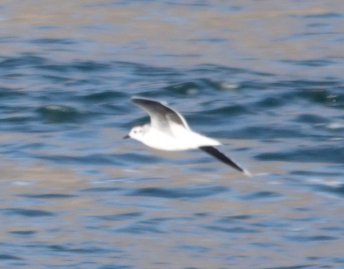 Little Gull - ML644893569