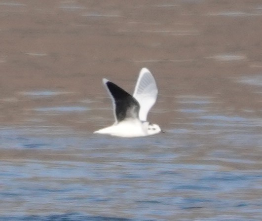 Little Gull - ML644893571