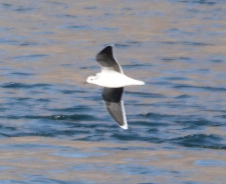 Little Gull - ML644893572