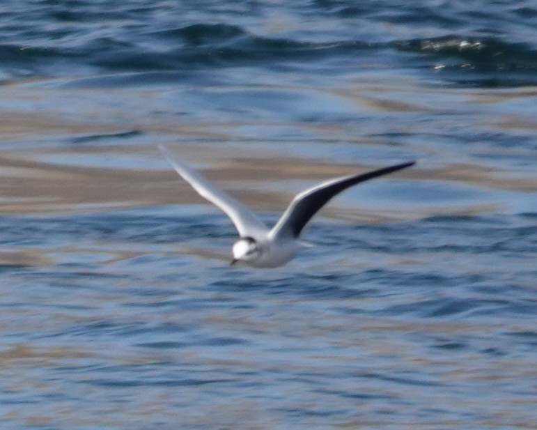 Little Gull - ML644893573