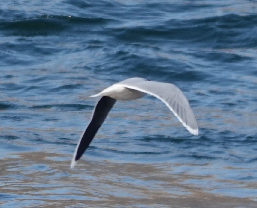 Little Gull - ML644893574