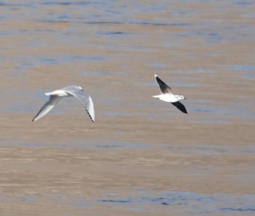 Little Gull - ML644893575
