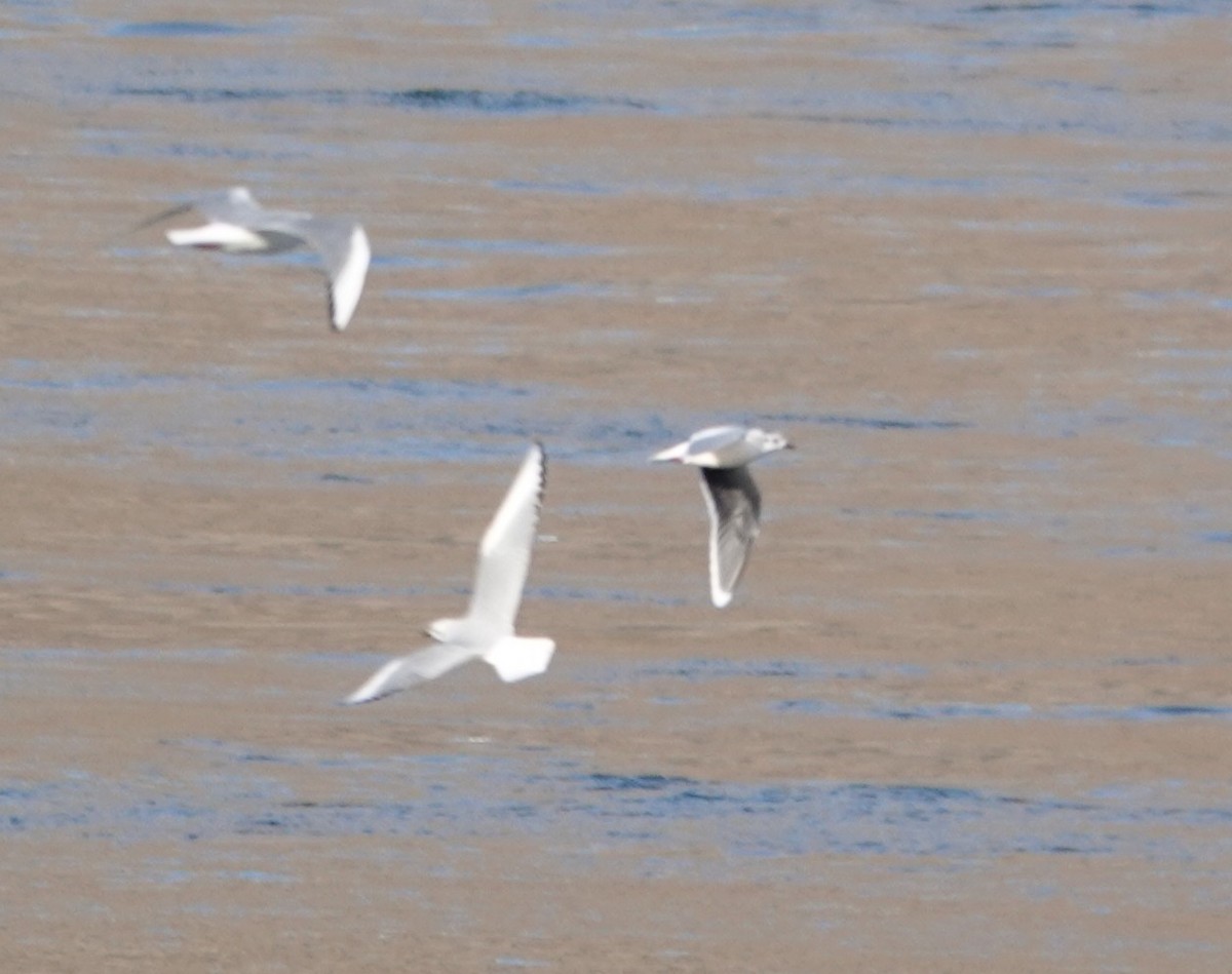 Little Gull - ML644893577