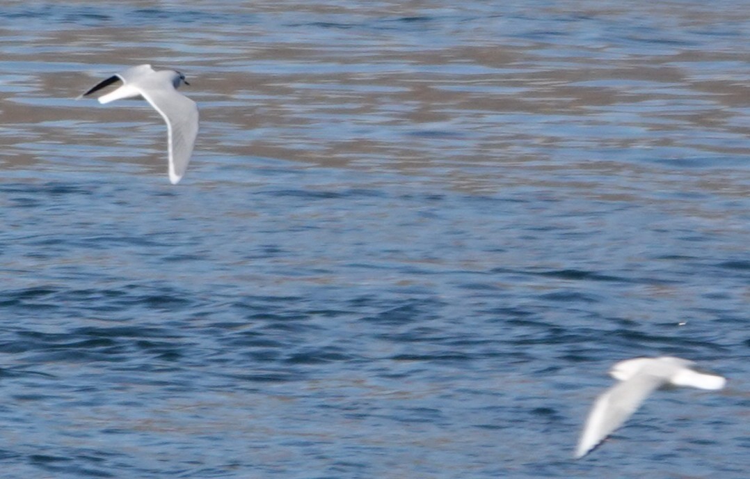 Little Gull - ML644893579