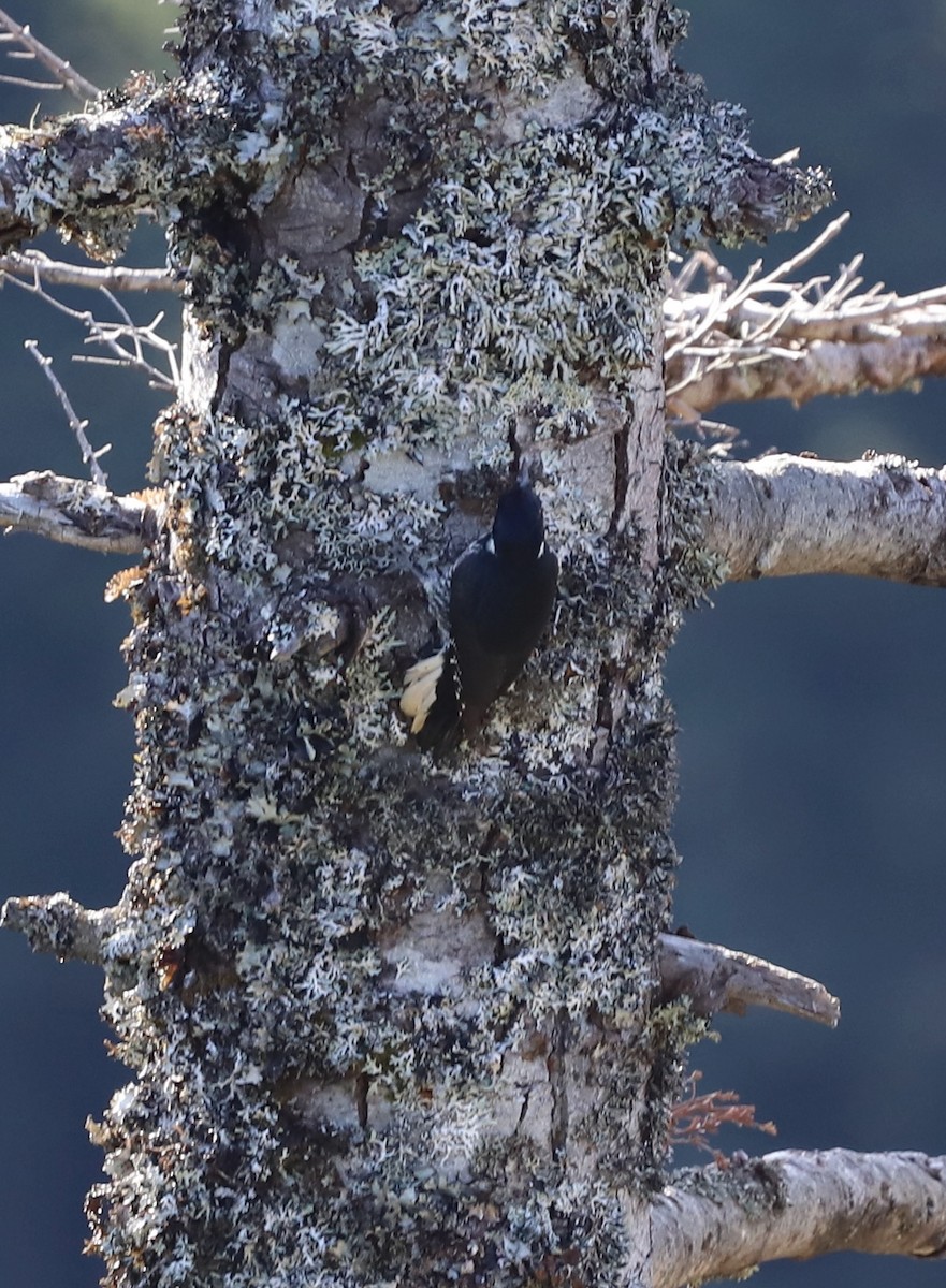 Black-backed Woodpecker - ML644893581