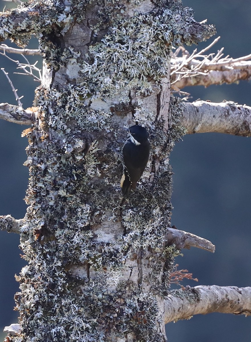 Black-backed Woodpecker - ML644893582