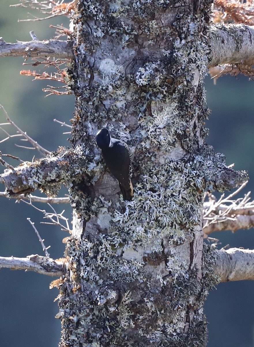 Black-backed Woodpecker - ML644893583
