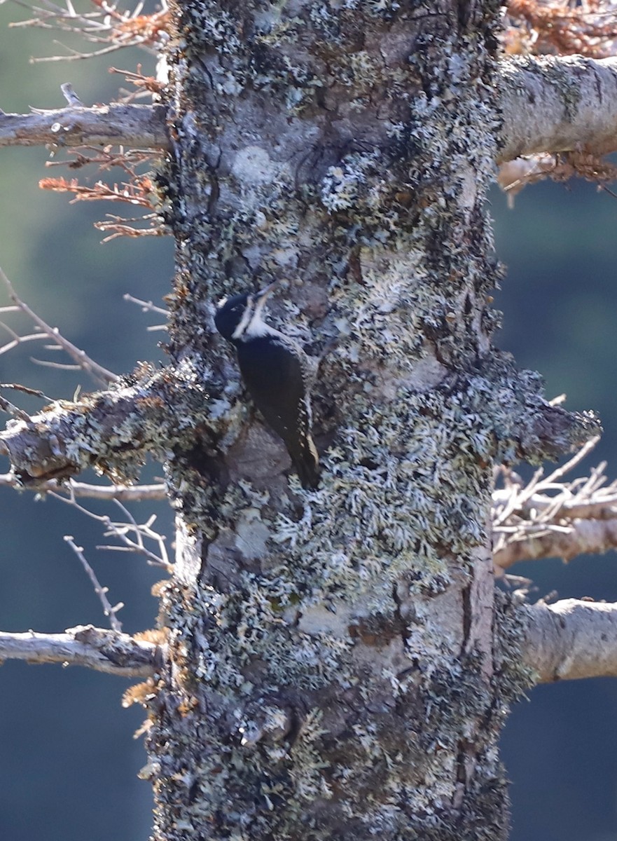 Black-backed Woodpecker - ML644893584
