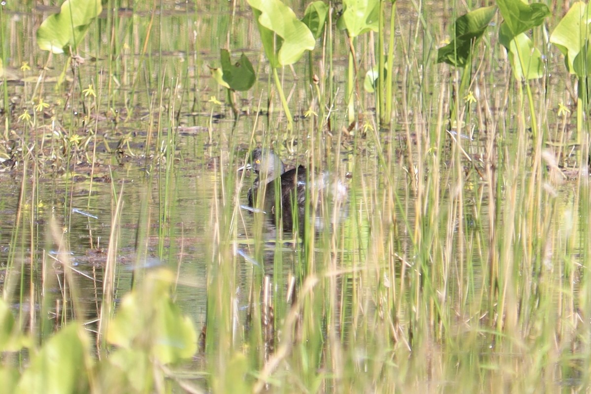 Least Grebe - ML644893587