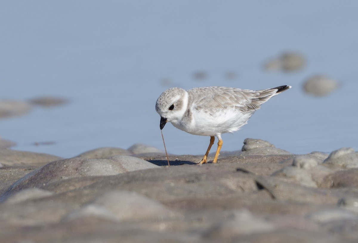 Flötenregenpfeifer - ML644893595