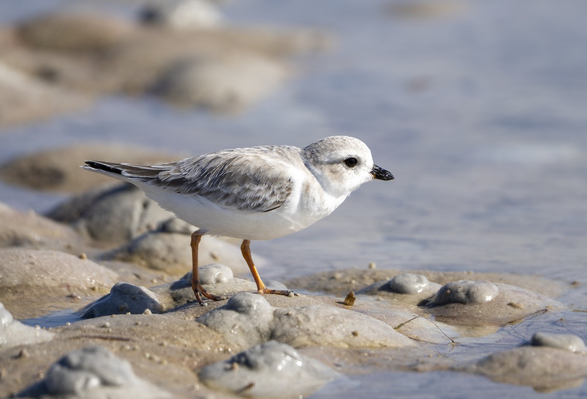 Flötenregenpfeifer - ML644893602