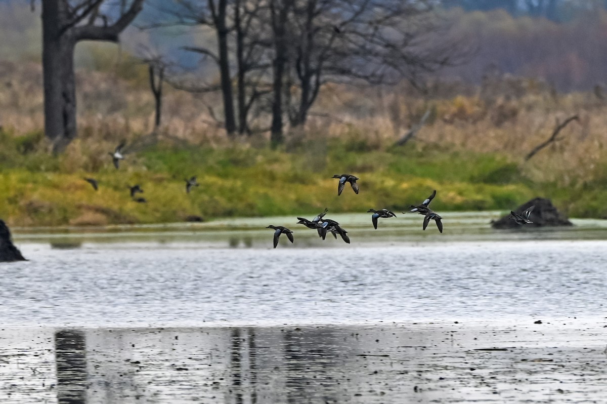 Zertzeta hegalurdina - ML644893609