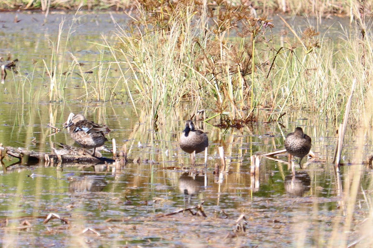 Zertzeta hegalurdina - ML644893613