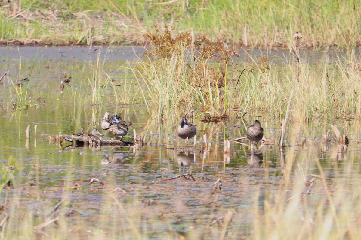 Zertzeta hegalurdina - ML644893614