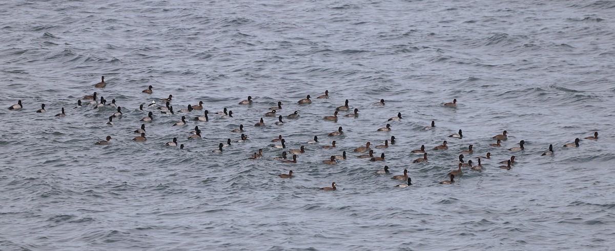 小斑背潛鴨 - ML644893615