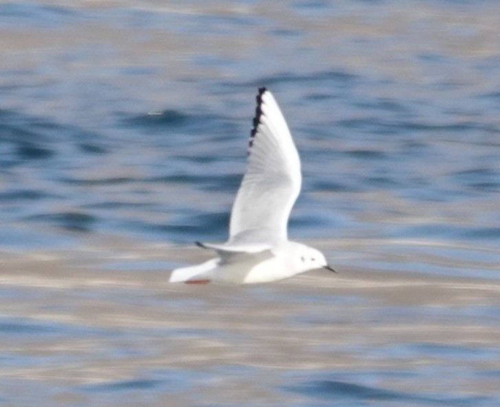 Bonaparte's Gull - ML644893631