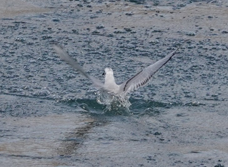 Bonaparte's Gull - ML644893632