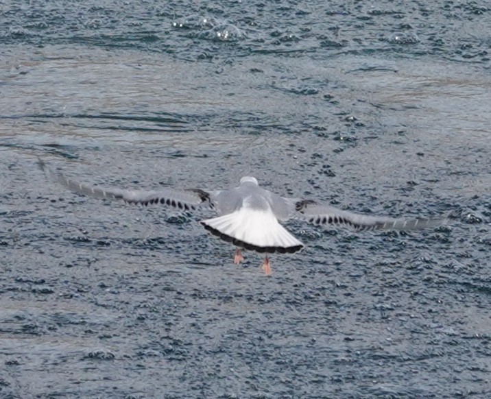 Bonaparte's Gull - ML644893633