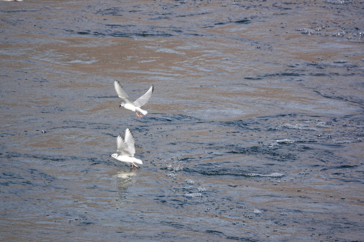 Bonaparte's Gull - ML644893635