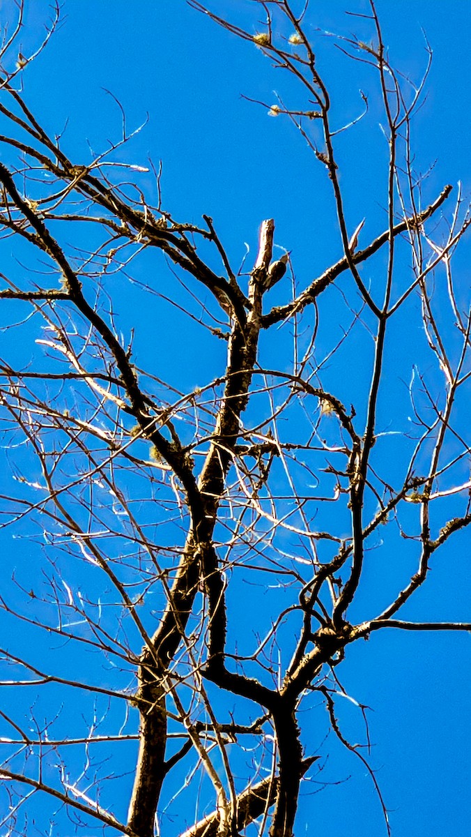 Carpintero de Carolina - ML644893636