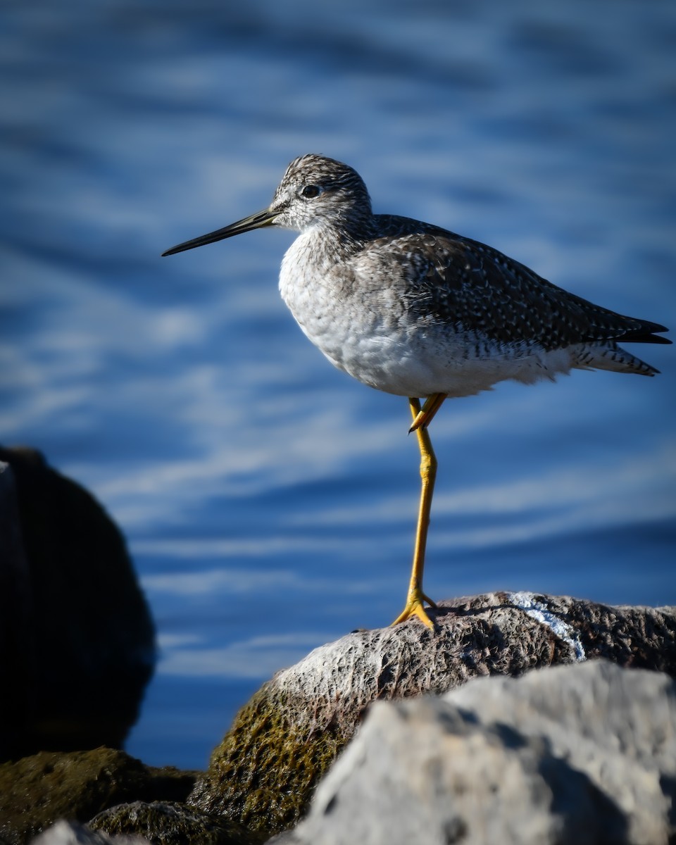 Greater Yellowlegs - ML644893639