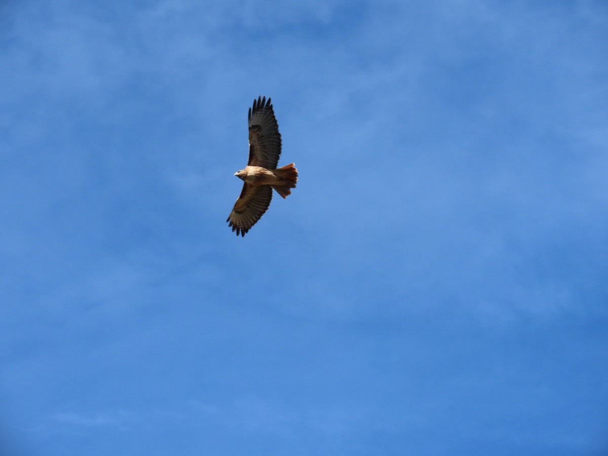 Канюк неоарктичний - ML644893648