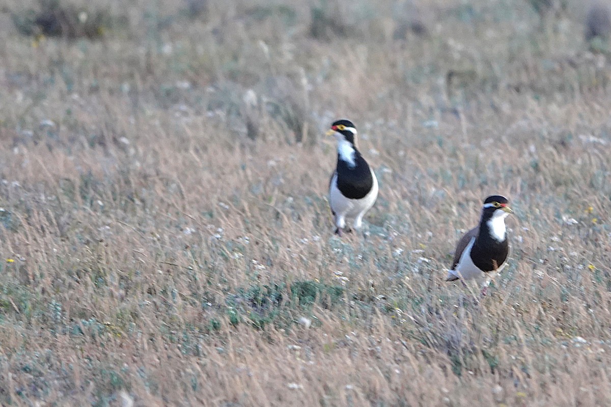 Banded Lapwing - ML644893649
