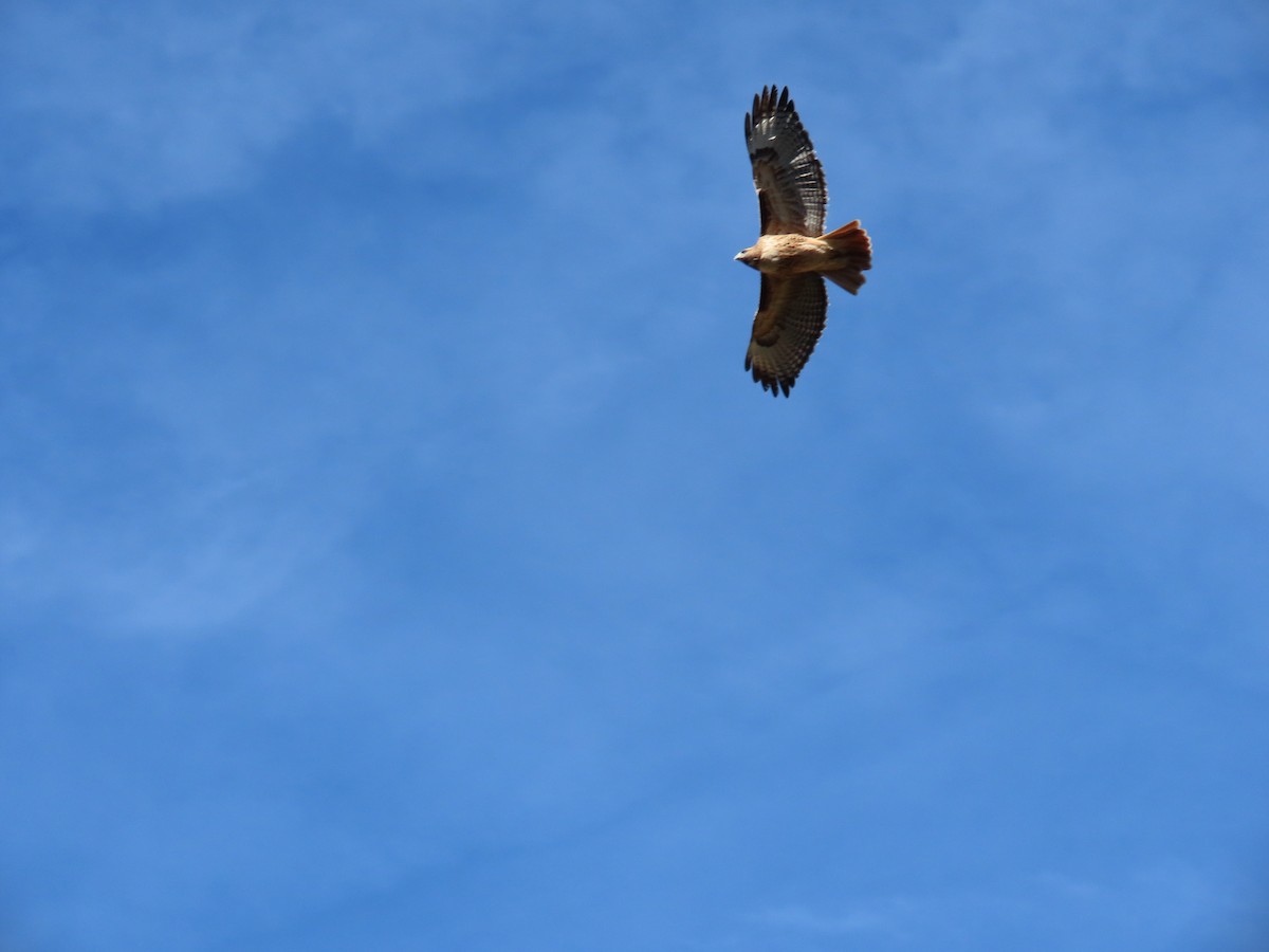 Канюк неоарктичний - ML644893650