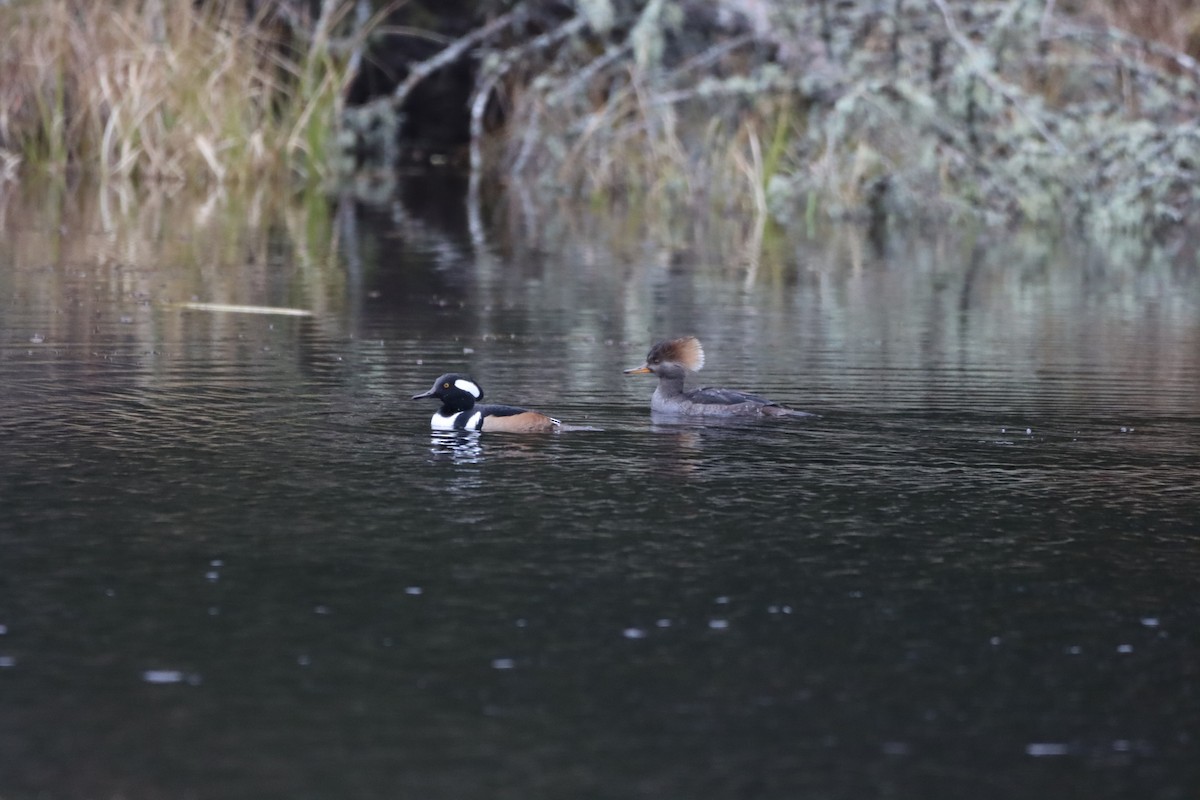 Hooded Merganser - ML644893653