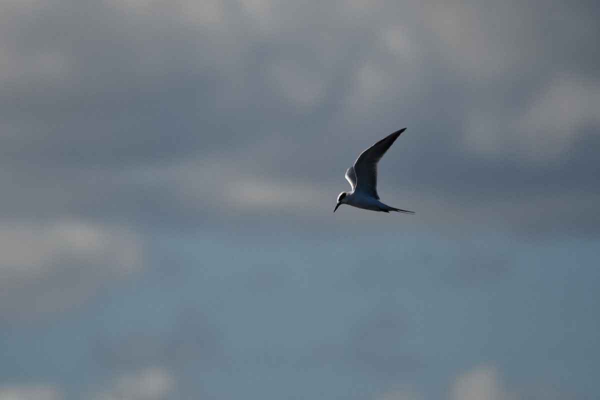 Forster's Tern - ML644893655