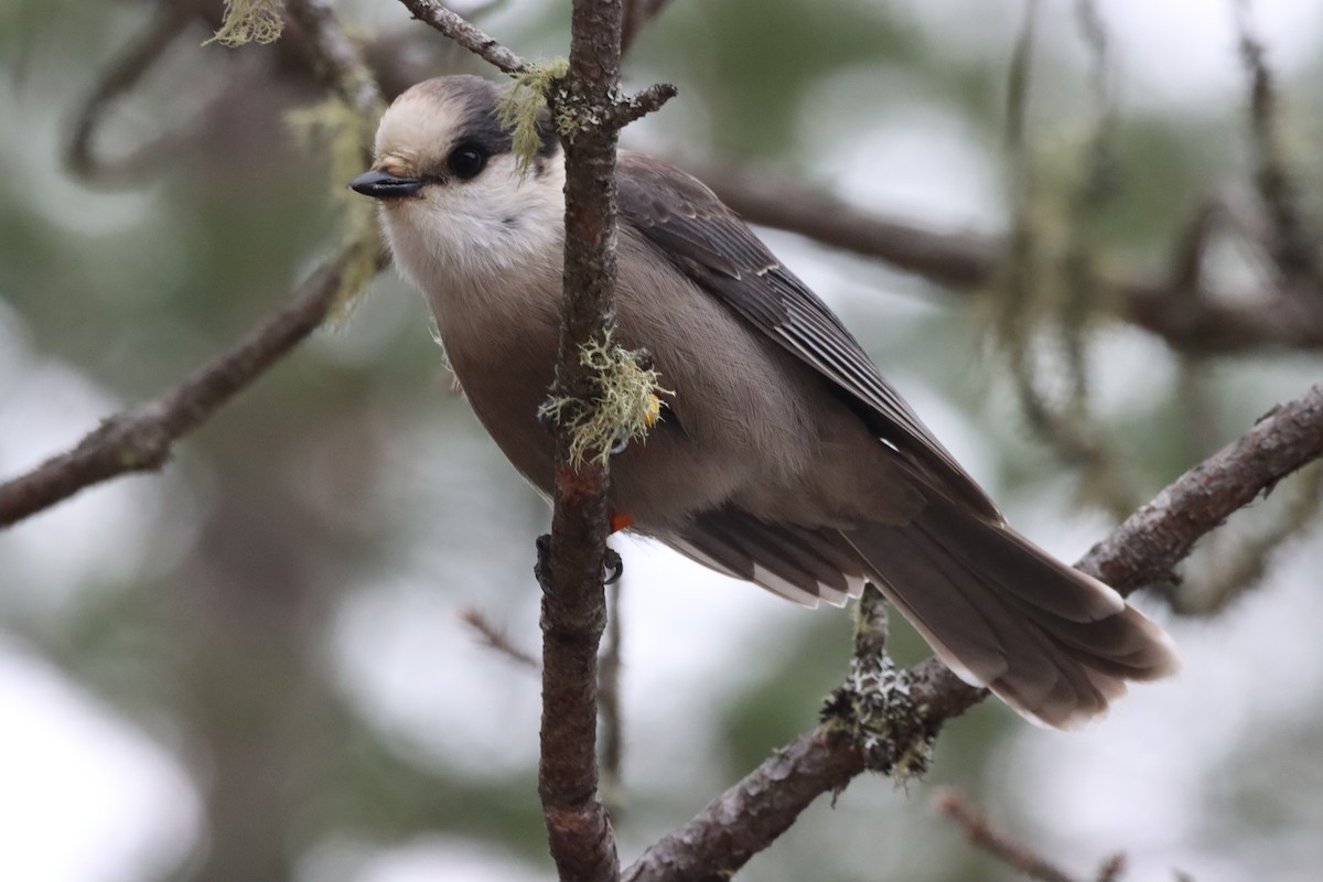 Canada Jay - ML644893661
