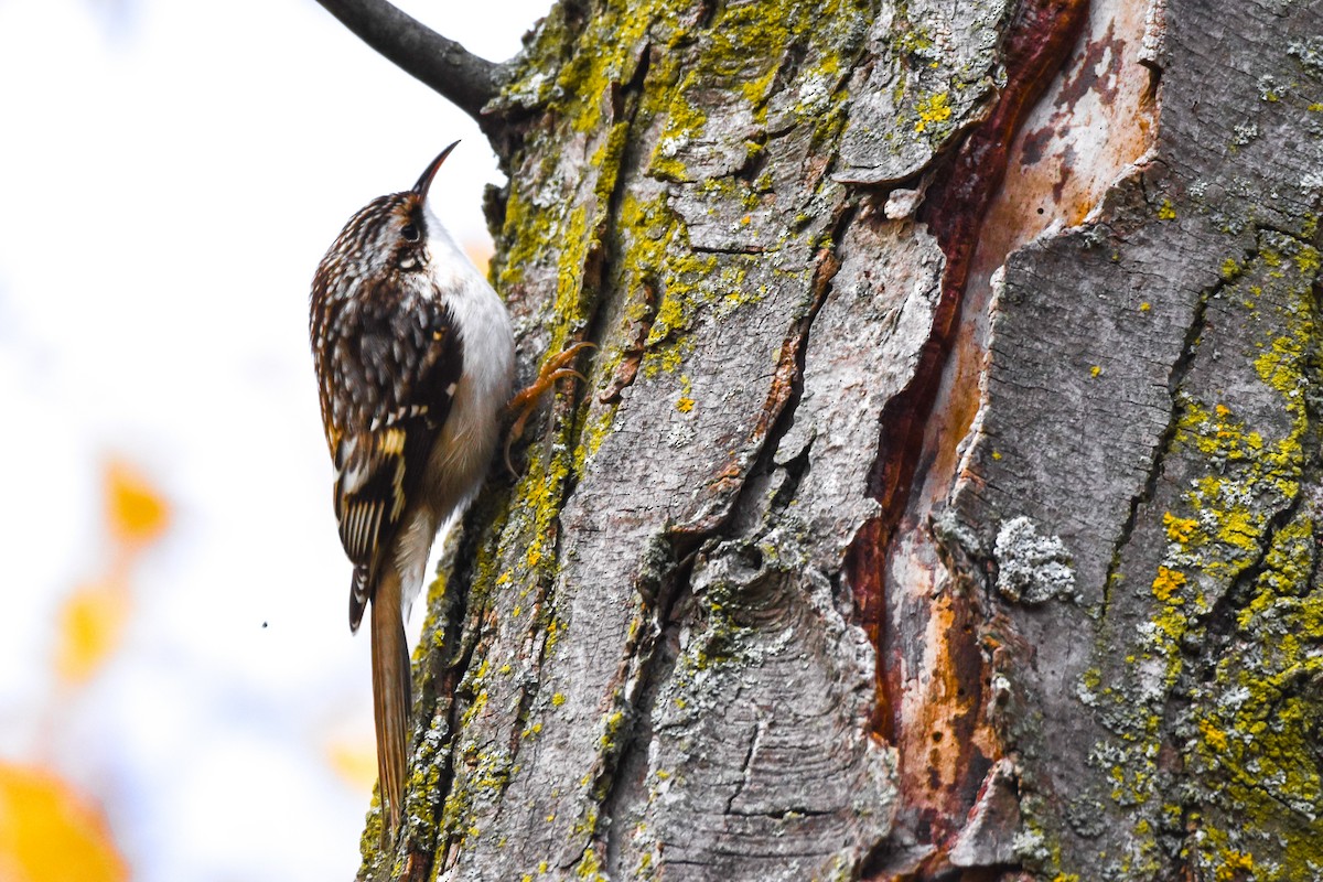 amerikatrekryper - ML644893666