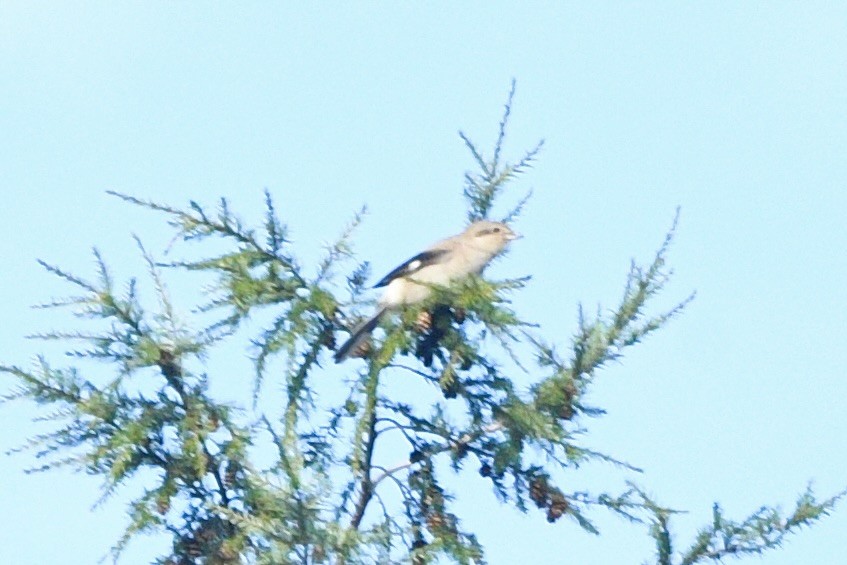 ťuhýk severní - ML644893672