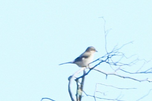 ťuhýk severní - ML644893673