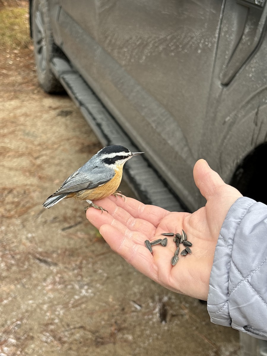 Red-breasted Nuthatch - ML644893677