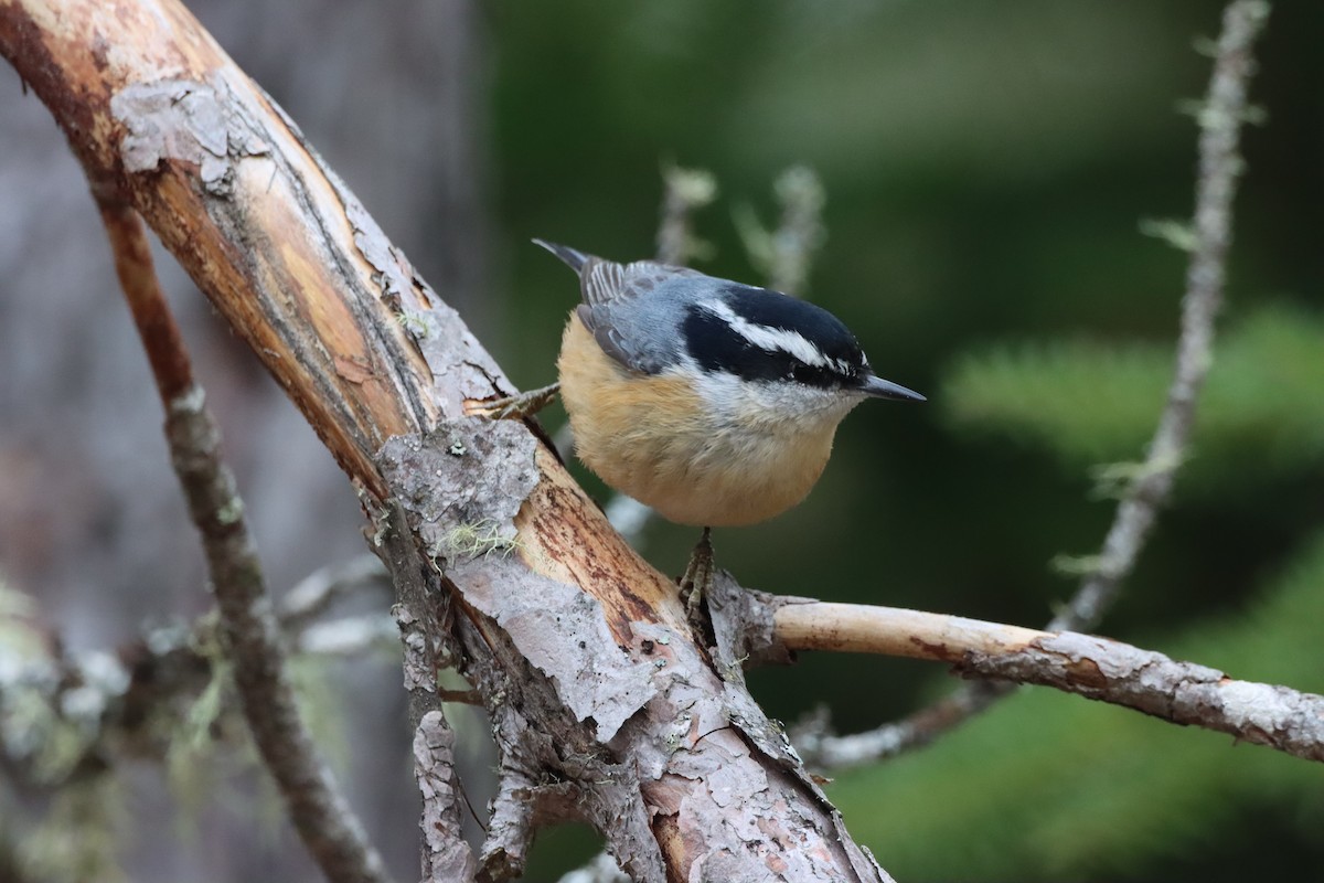 Red-breasted Nuthatch - ML644893679